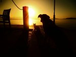 dassia_cats_and_dogs_at_dawn_7_by_melrissbrook-d5rgu3a.jpg