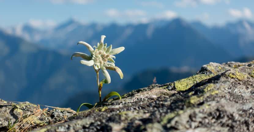 edelweiss-plante-rare-protegee.jpg