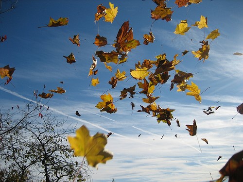 Feuilles-mortes-dans-le-vent.jpg