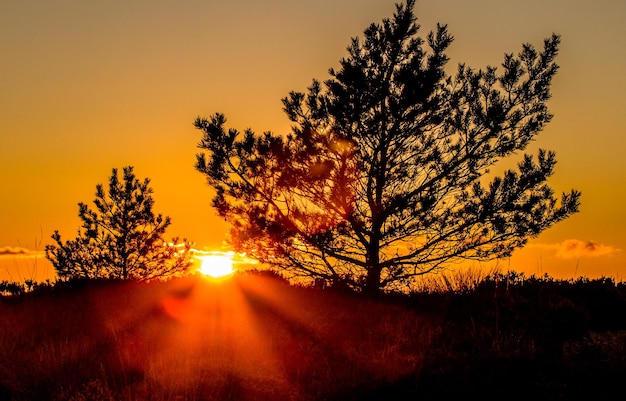 silhouettes-arbres-contre-ciel-jaune-au-coucher-du-soleil_1048944-24936844.jpg